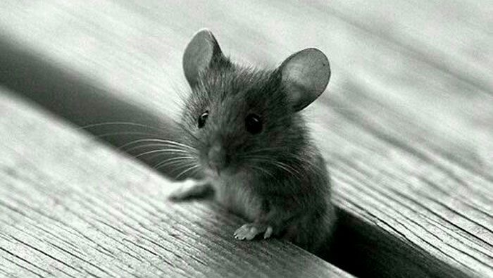 Eu tenho dó de ratinhos. | Inglês Todos os Dias #472